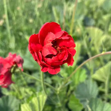 Load image into Gallery viewer, Geum ‘Double Bloody Mary’ Avens