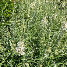 Load image into Gallery viewer, Buzz® Ivory Butterfly Bush