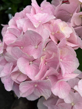 Load image into Gallery viewer, Hydrangea Onyx™ Flamingo