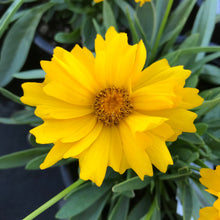 Load image into Gallery viewer, Coreopsis Presto