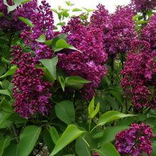 Load image into Gallery viewer, Monge Lilac