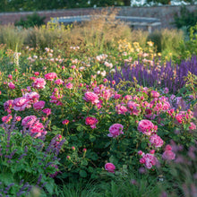 Load image into Gallery viewer, Princess Alexandra of Kent Rose (Bare Root)