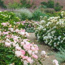 Load image into Gallery viewer, Gentle Hermoine Rose