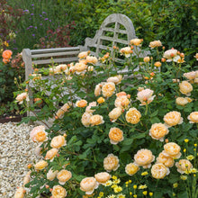 Load image into Gallery viewer, Roald Dahl Rose