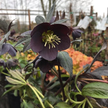 Load image into Gallery viewer, Helleborus Honeymoon® 'New York Night'