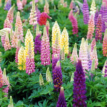 Load image into Gallery viewer, Lupine Popsicle Mix