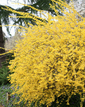 Load image into Gallery viewer, Northern Gold Forsythia