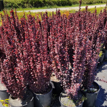 Load image into Gallery viewer, Helmond Pillar Barberry