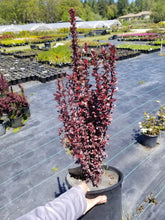 Load image into Gallery viewer, Helmond Pillar Barberry