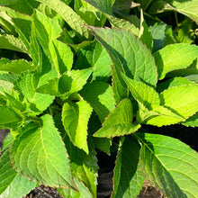 Load image into Gallery viewer, Tuff Stuff Ah-Ha® Hydrangea