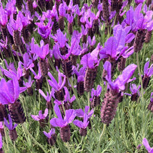 Load image into Gallery viewer, Spanish Lavender 'Otto Quast'