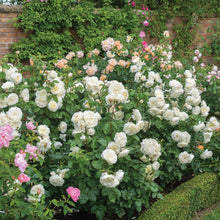 Load image into Gallery viewer, Tranquility Rose (Bare Root)