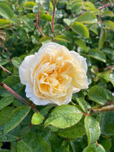 Load image into Gallery viewer, Moonlight Romantica® Rose