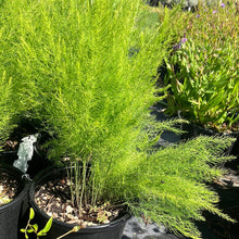Load image into Gallery viewer, Asparagus ‘Mary Washington’