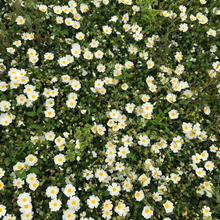 Load image into Gallery viewer, Sageleaf Rockrose
