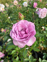 Load image into Gallery viewer, Lavender Veranda® Rose