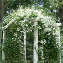 Load image into Gallery viewer, Clematis Sweet Autumn