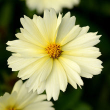 Load image into Gallery viewer, Coreopsis UpTick™ Cream