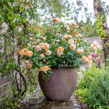 Load image into Gallery viewer, Roald Dahl Rose