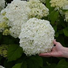 Load image into Gallery viewer, Incrediball® Smooth Hydrangea