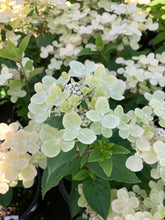 Load image into Gallery viewer, Early Evolution Panicle Hydrangea