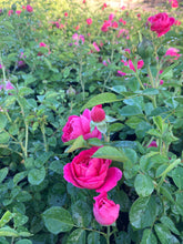 Load image into Gallery viewer, PowerPuff Pink® Rose