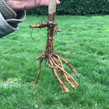 Load image into Gallery viewer, York Elderberry (Bare Root)
