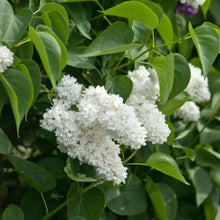 Load image into Gallery viewer, Madame Lemoine French Lilac