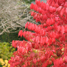 Load image into Gallery viewer, Dwarf Burning Bush
