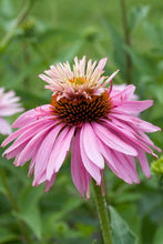 Load image into Gallery viewer, Echinacea 'Prairie Splendor'
