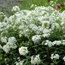 Load image into Gallery viewer, David Garden Phlox