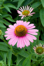 Load image into Gallery viewer, Echinacea 'Prairie Splendor'