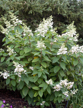 Load image into Gallery viewer, Brussels Lace Hydrangea