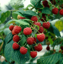 Load image into Gallery viewer, Heritage Raspberry