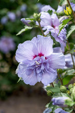Load image into Gallery viewer, Blue Chiffon® Rose of Sharon