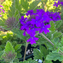 Load image into Gallery viewer, Verbena 'Homestead Purple'