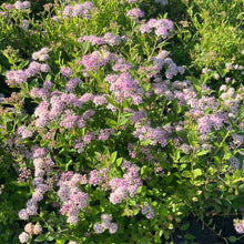 Load image into Gallery viewer, Spirea 'Little Princess'