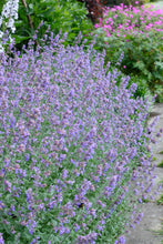 Load image into Gallery viewer, Nepeta 'Walker's Low' Catmint