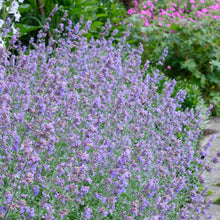 Load image into Gallery viewer, Nepeta Walkers Low Catmint