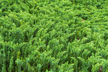 Load image into Gallery viewer, Blue Pacific Shore Juniper