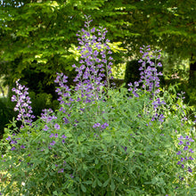 Load image into Gallery viewer, Blue False Indigo (Baptisia australis)