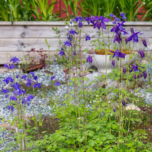 Load image into Gallery viewer, Alpine Columbine