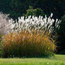 Load image into Gallery viewer, Miscanthus sinensis Purpurascens Flame Grass