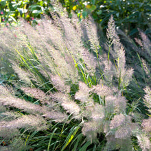 Load image into Gallery viewer, Korean Feather Grass Calamagrostis brachytricha