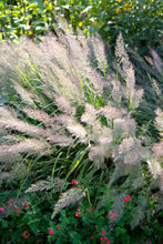 Load image into Gallery viewer, Korean Feather Grass