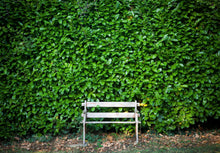 Load image into Gallery viewer, English Laurel hedge