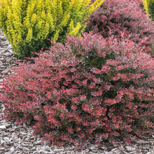 Load image into Gallery viewer, Barberry Crimson Pygmy