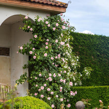 Load image into Gallery viewer, The Generous Gardener® Rose (Bare Root)