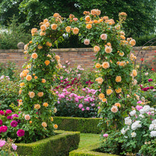 Load image into Gallery viewer, Crown Princess Margareta® Rose (Bare Root)