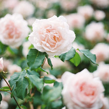 Load image into Gallery viewer, New Dawn Climbing Rose